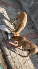 WhatsApp Image 2024-12-23 at 00.35.02_51fcefe7